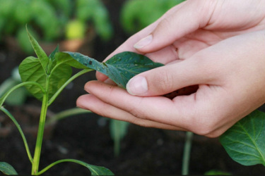 Seedling, Green Thumb, Grow, Plant Care