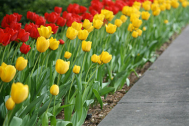 Seasonal Planting, Flowering Annuals, Tulips, Flower Bed, Landscaping