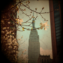 Tree Bud, Empire State Building, New York Nature
